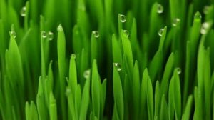Dewdrops on the tip of grass blades